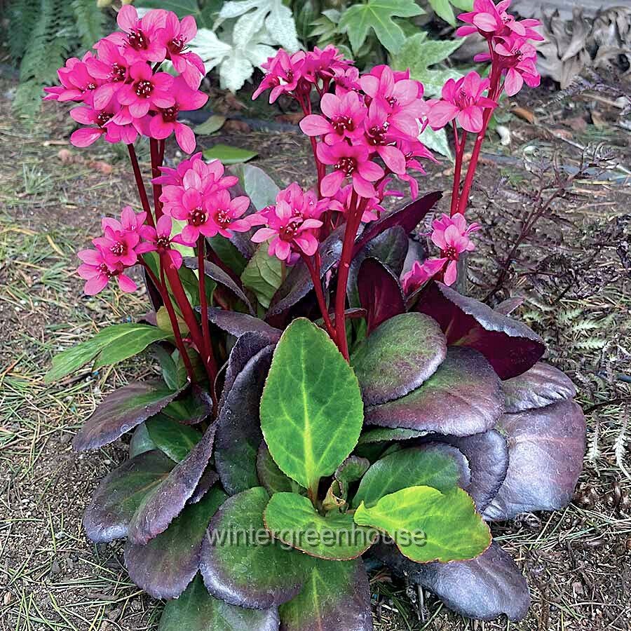 Bergenia, Early Brilliance Magenta, Pigsqueak, Container Size: 4.5″