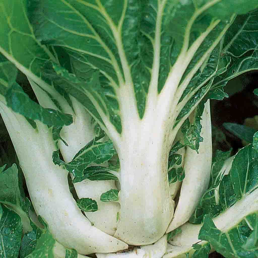 A+ 1000 CHINESE WHITE STEM PAK CHOI Bok Choy Chinese Cabbage Seeds Non-GMO USA