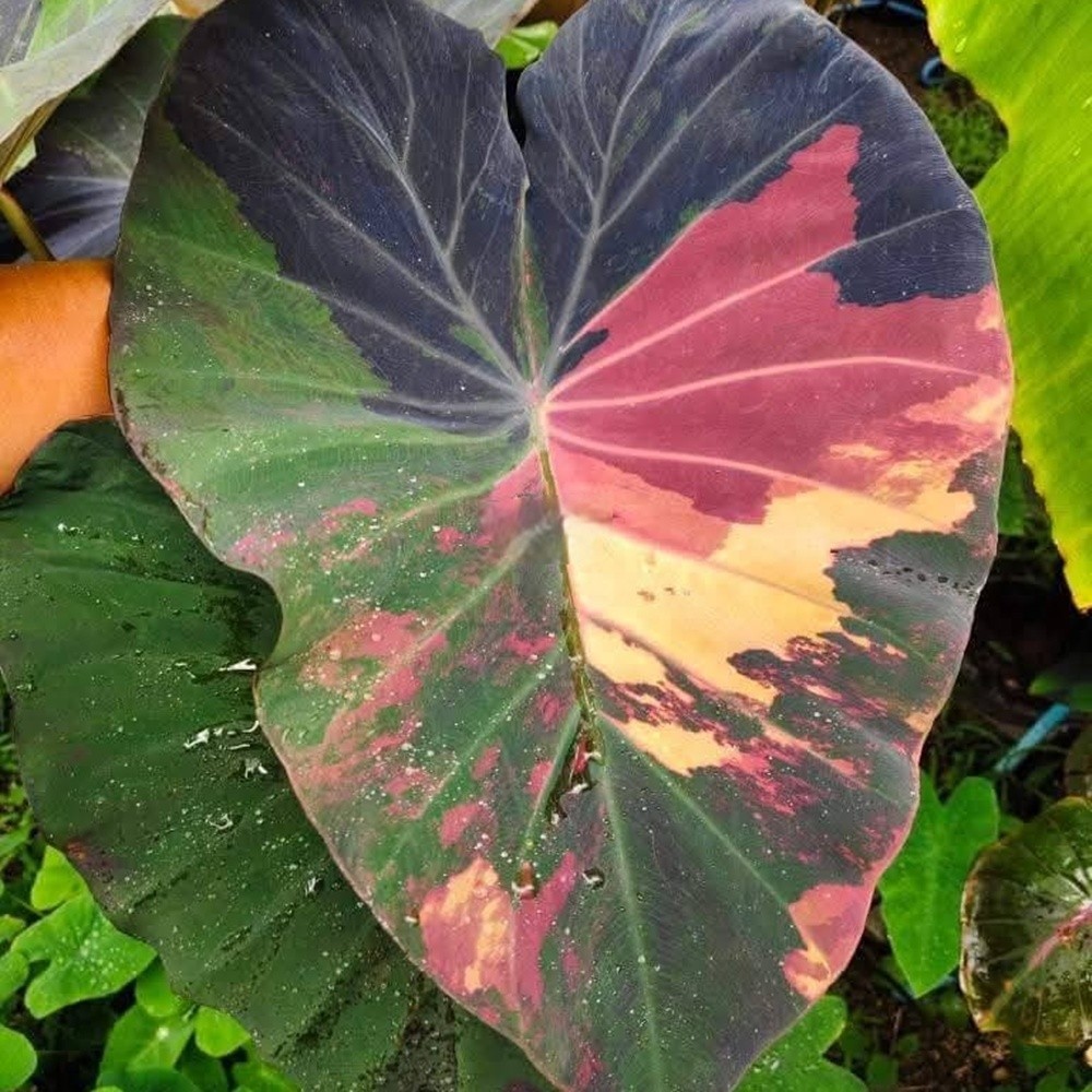 Colocasia Variegated Bulb Elephant Ear Episode One Tuber New Hybrid RARE