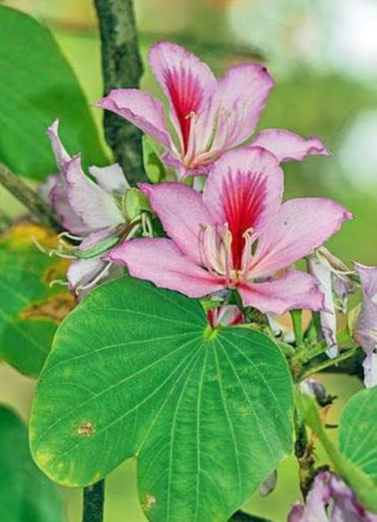 5+ Pink Hong Kong Orchid Tree Seeds FL-Grown Rare Beauty (Bauhinia monandra)