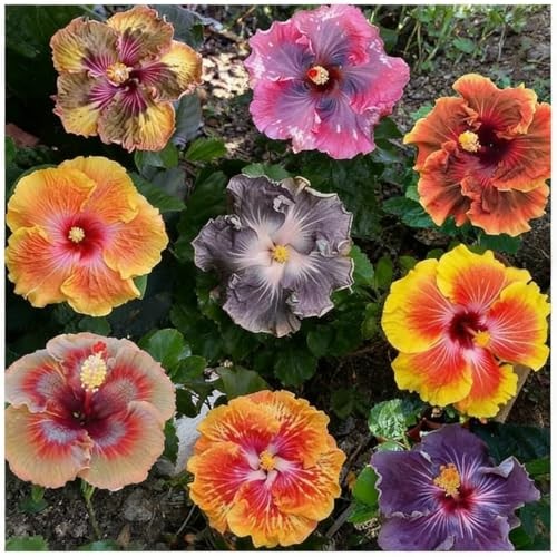 CarpetC Hibiscus Seeds – Mixed Colors for Planting – Giant Hardy Perennial