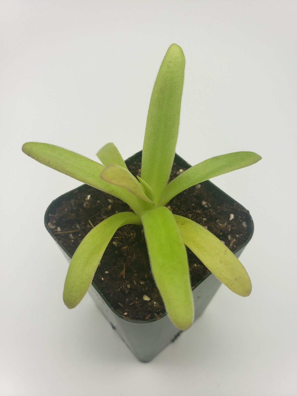 Pinguicula agnata El Lobo x moctezumae- Carnivorous Plant – Butterworts