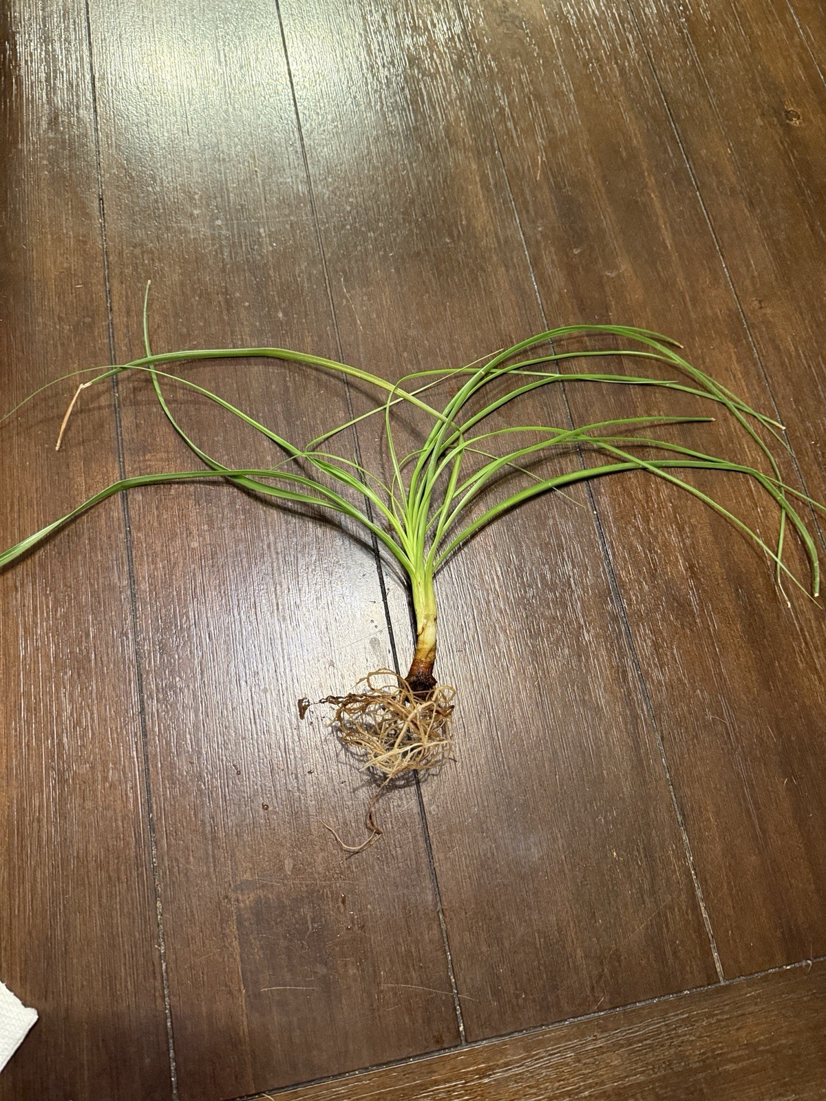 Ponytail Palm Rooted Start
