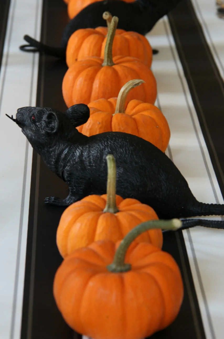 Jack-Be-Little and Wee-B-Little Mix Pumpkin Seeds | Mini Orange Untreated 2024