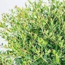 Ilex Needlepoint Holly | 3 Gallon | Ilex cornuta | Evergreen Privacy Plant