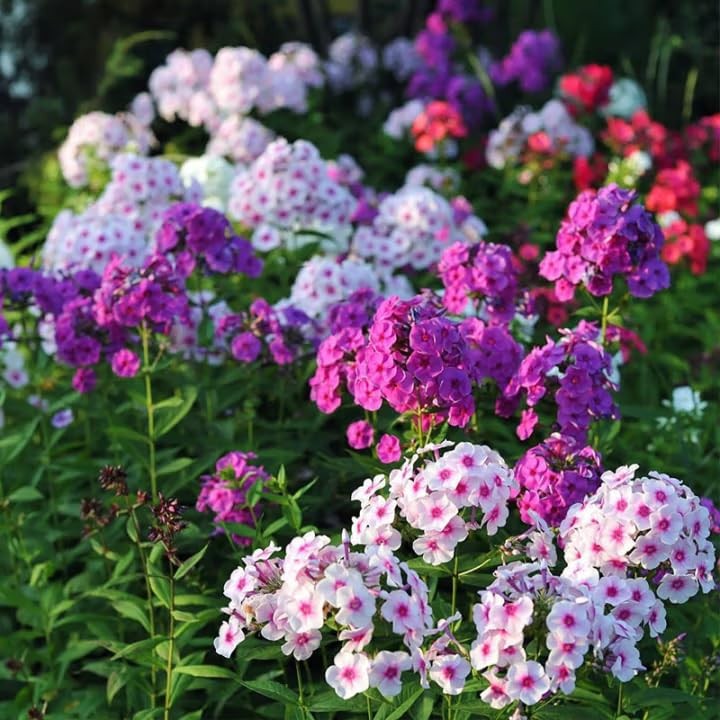 1000+ Phlox Seeds for Planting – Perennial Creeping Ground Cover Plants – Orn…