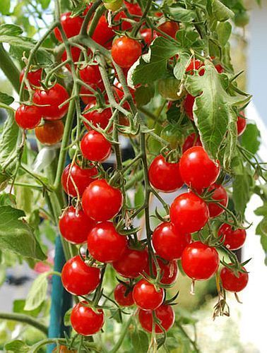 Red Cherry tomato seeds non-gmo heirloom open pollinated DELICIOUS PRODUCTIVE