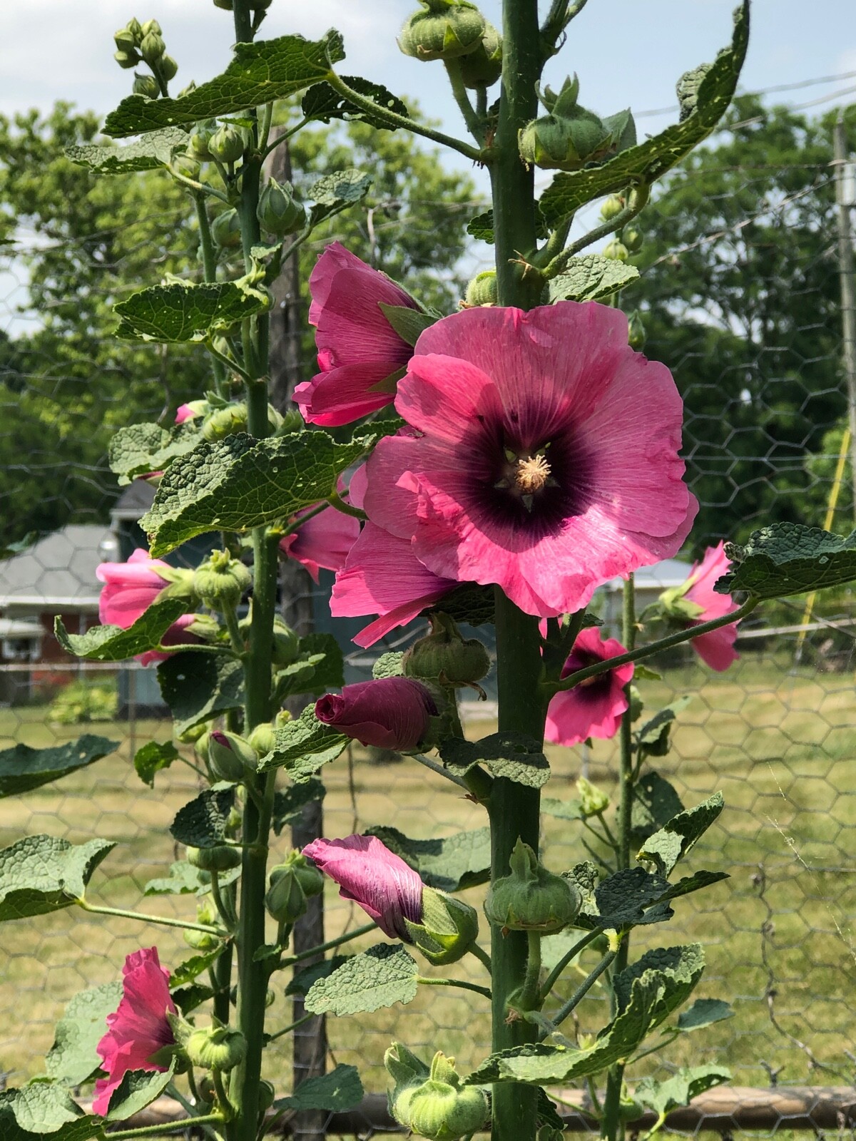 FRESH SEEDS Heirloom Old Fashion HOLLYHOCK Single Color Mix*Organic*Pollinators!