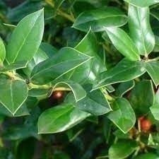 Ilex Needlepoint Holly | 3 Gallon | Ilex cornuta | Evergreen Privacy Plant
