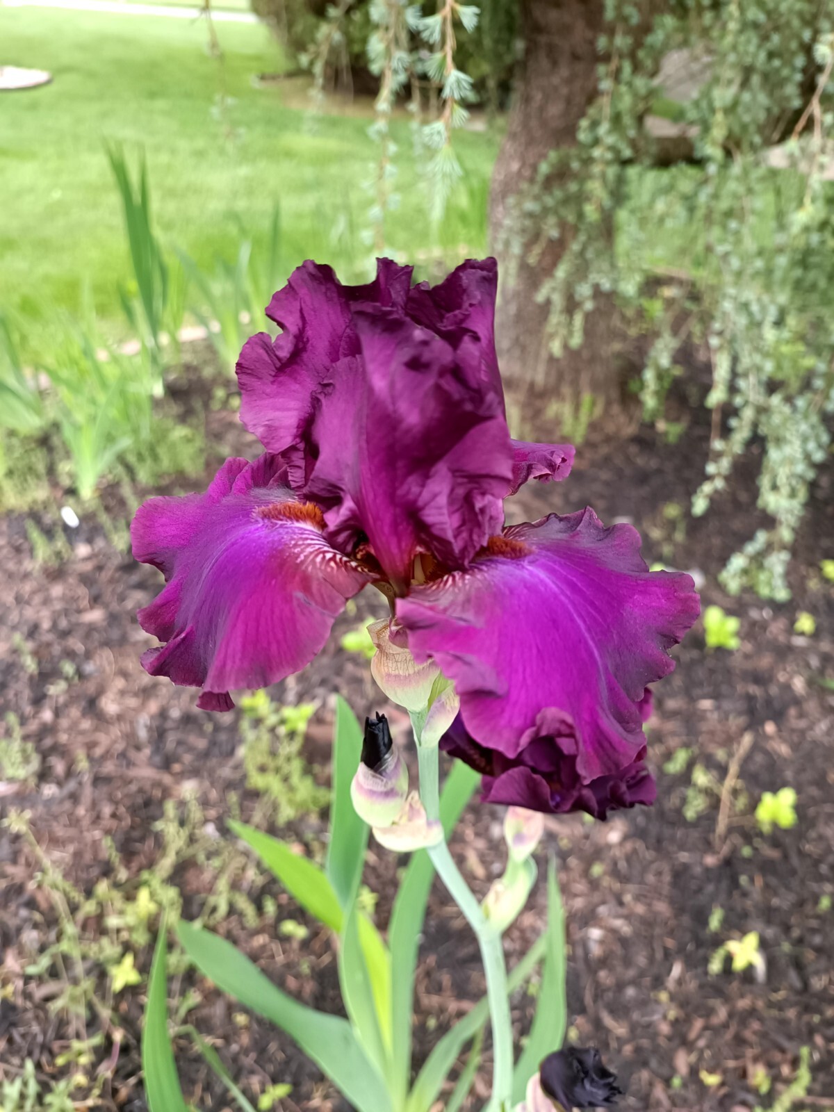 4 IRIS BULBS w/roots READY TO PLANT, Rare Vivid Purple Color