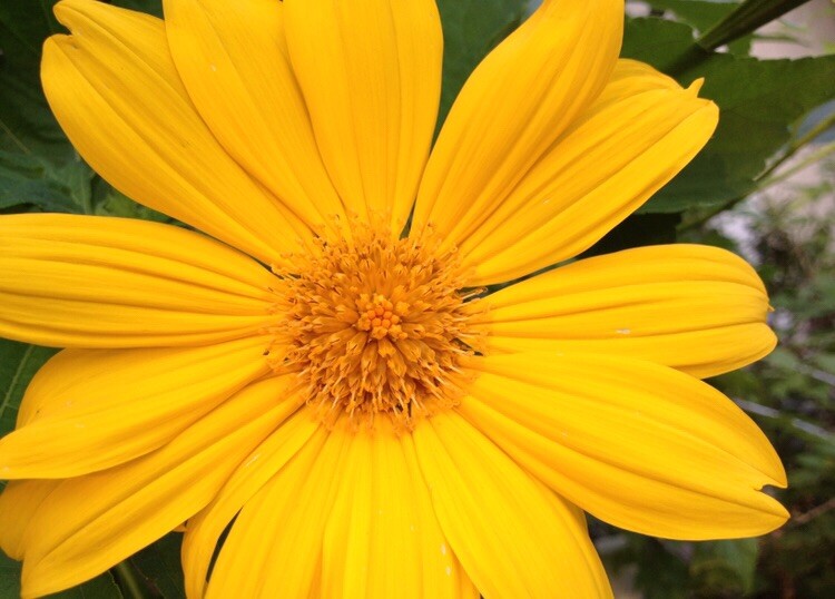 12 cuttings REAL TITHONIA DIVERSIFOLA perennial Mexican sunflower ORGANIC GROWN