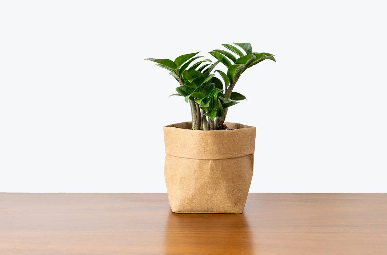 Live ZZ Plant – Zamioculcas Zamiifolia – Easy to Grow Houseplant in 3″ Pot