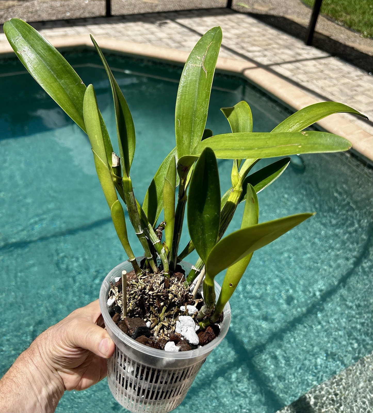 Cattleya Sierra Skies ‘Leone’ BM/JOGA. Mature Division – New Growth