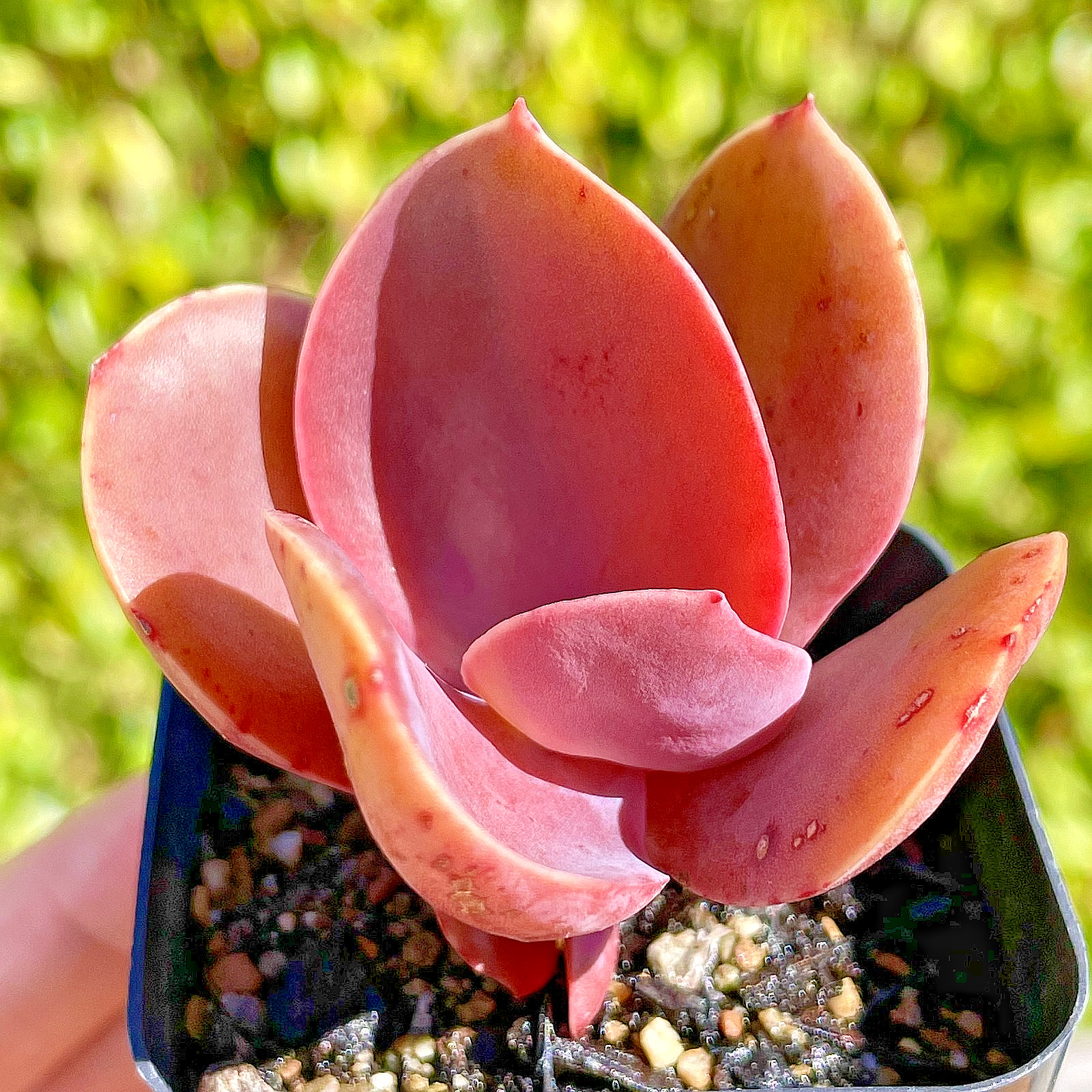 Rare Echeveria Succulent Burgundy Red Pink Easy Care Rooted Live Plant 2.5″