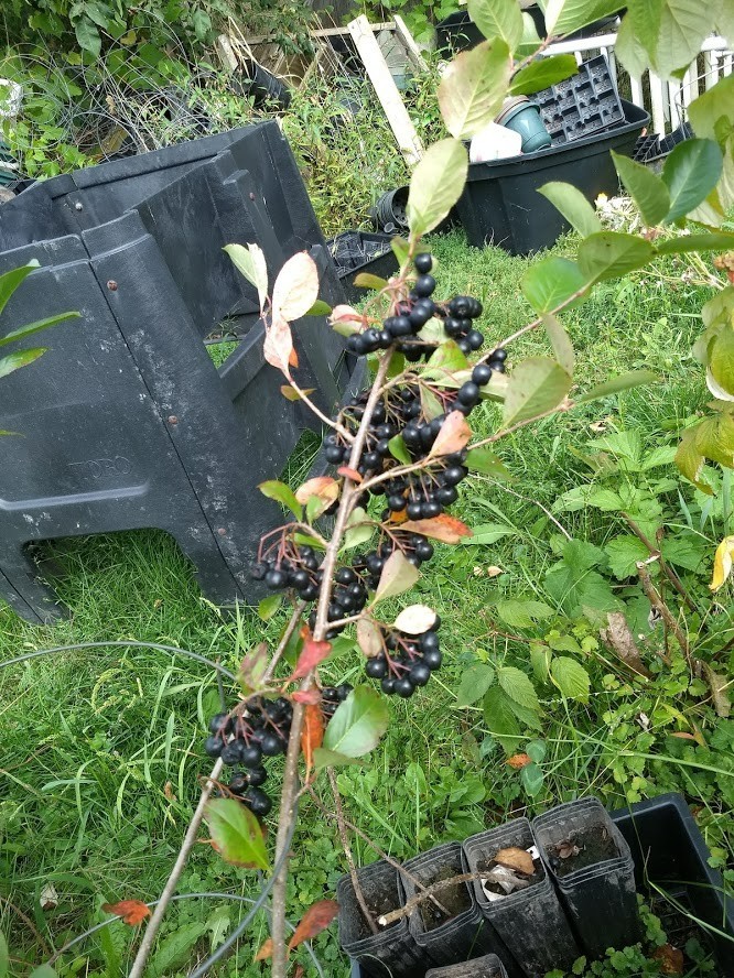 1 Viking Aronia berry plant. Zones 3-8 . Live rooted starter plant.