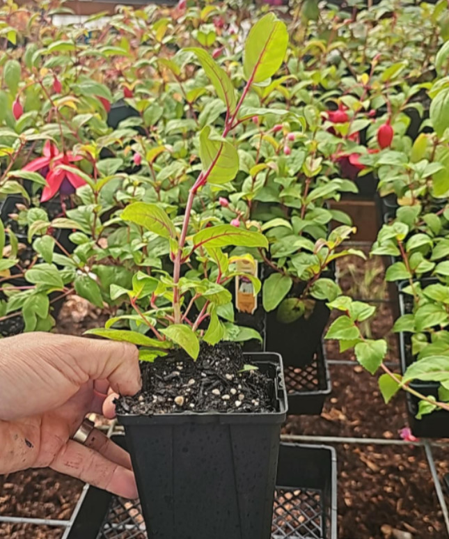 Voodoo Fuchsia Plant – 3-6″ Tall – 6″ Pot – Fuchsia hybrid – Double Purple & Red