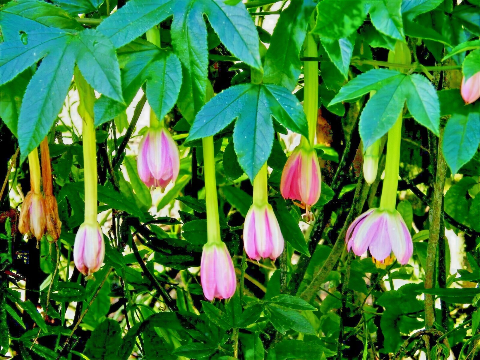 10 BANANA PASSIONFRUIT SEEDS (Passiflora Mollissima) Fast Flower Vine Plant RARE