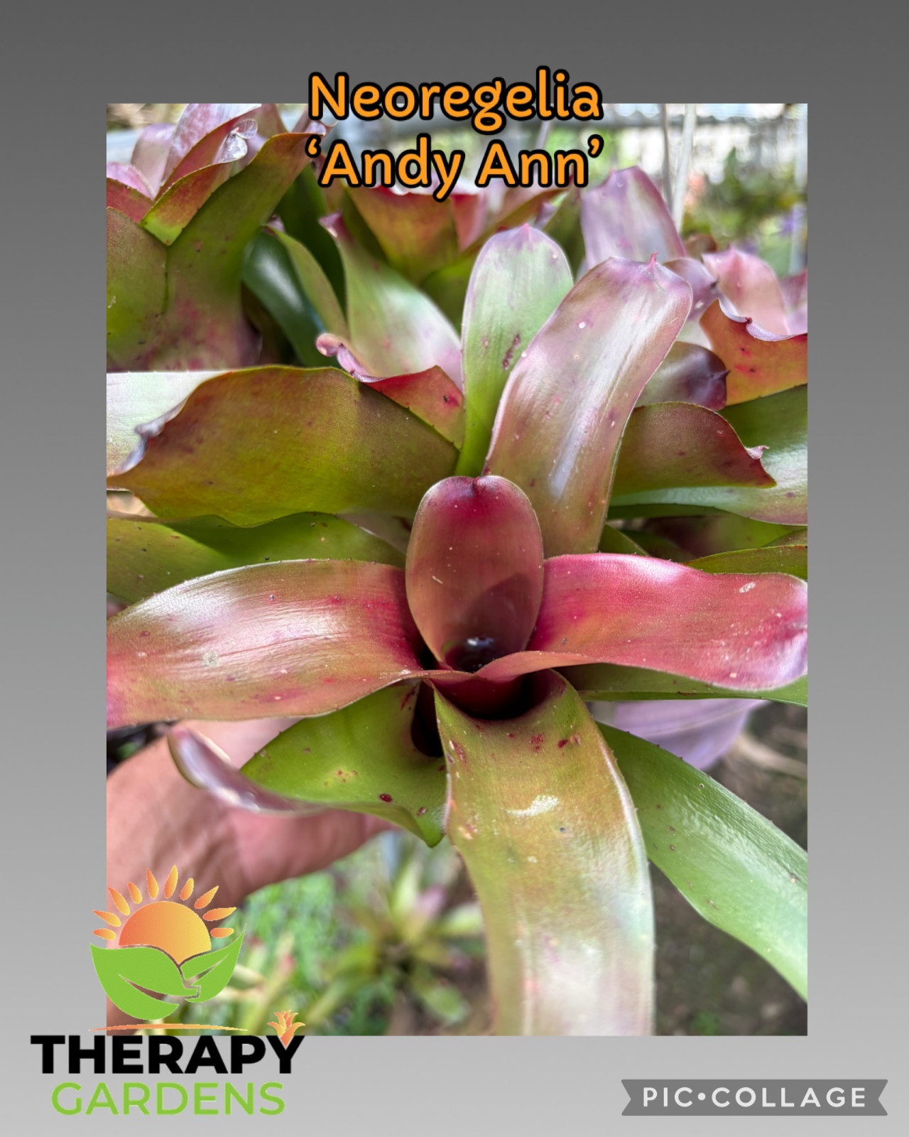 Bromeliad Sale! Neoregelia Miniatures Unknown History