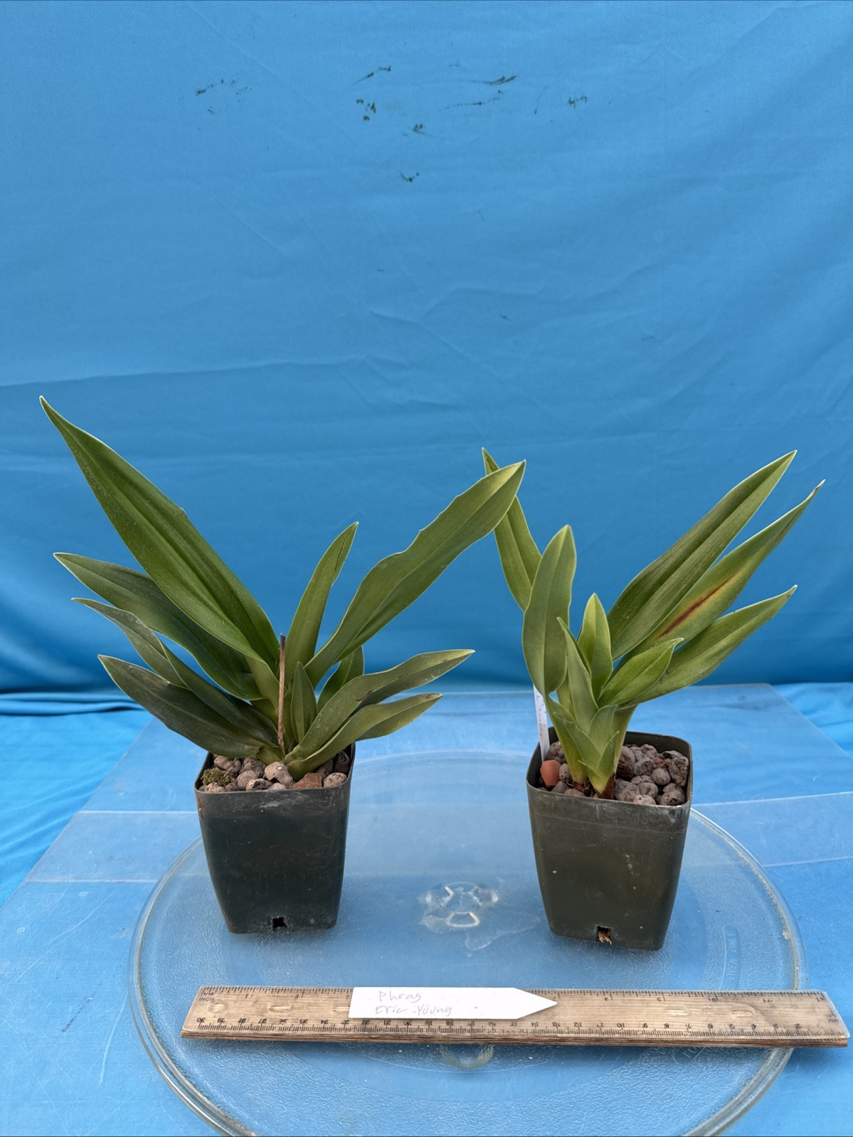 Phragmipedium Eric Young Orange Yellow Pink NBS Orchid New Import 4” RePot