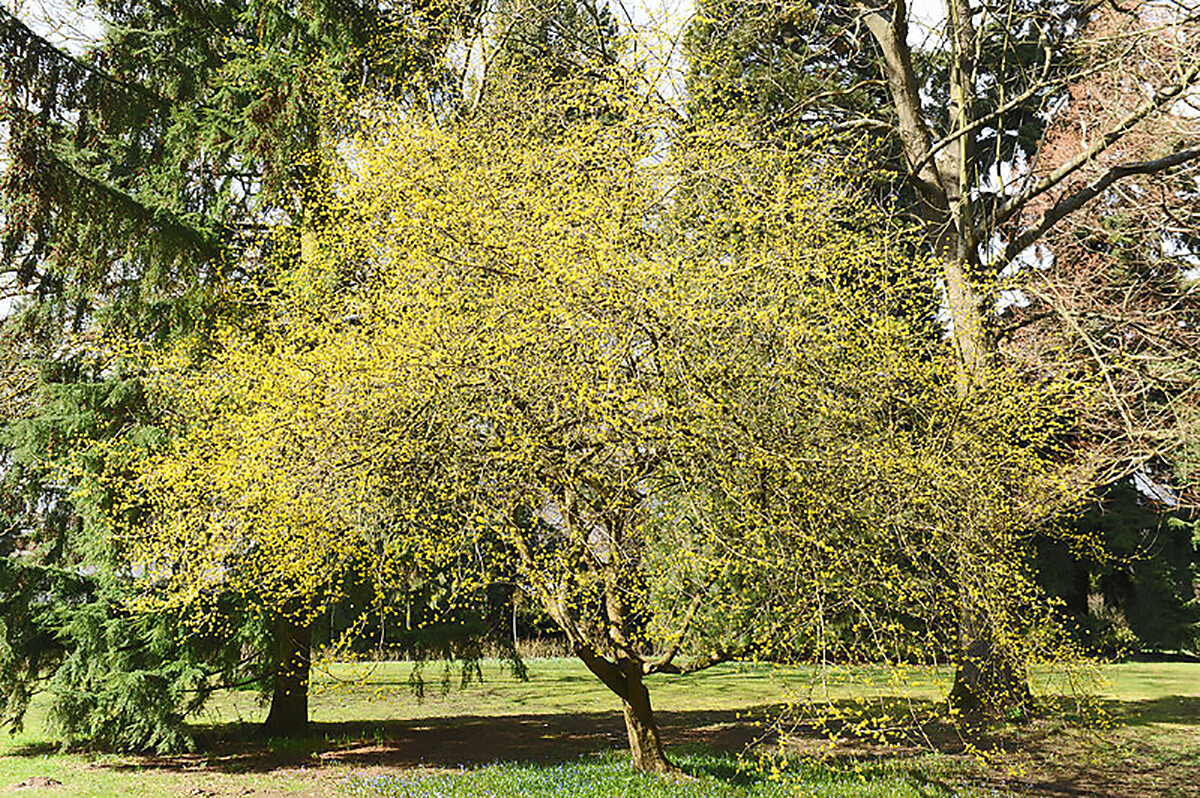 Cornelian Cherry Dogwood, Cornus mas, Tree Seeds (Edible, Hardy, Showy)