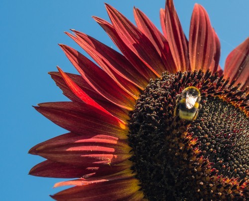 Sunflower Seeds- Vibrant Red Velvet Queen, Heirloom, Free Shipping!