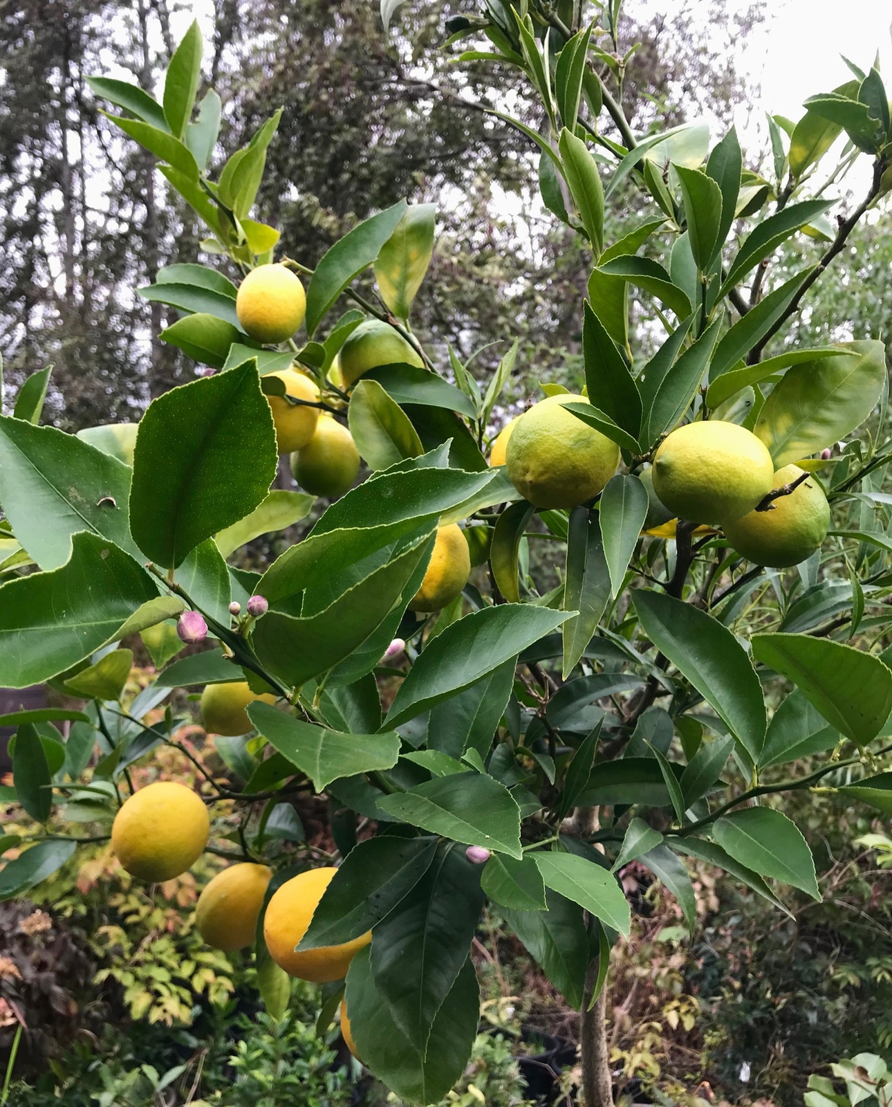 Citrus – EUSTIS LIMEQUAT – COLD HARDY Tree SEEDS!