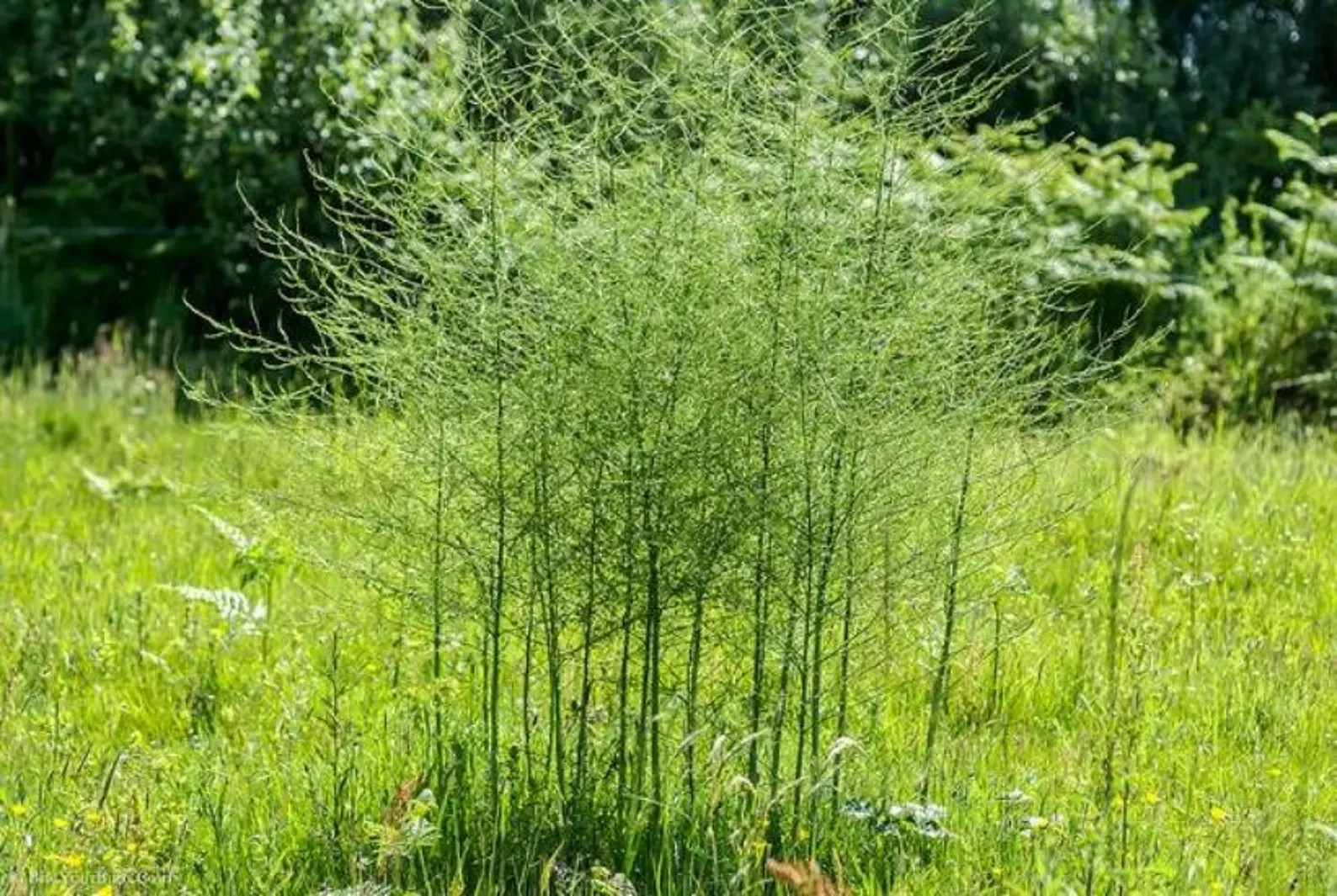 6 Asparagus Crowns “Mary Washington” (Pack of 6 Bare Root Plants) Zones 3-8
