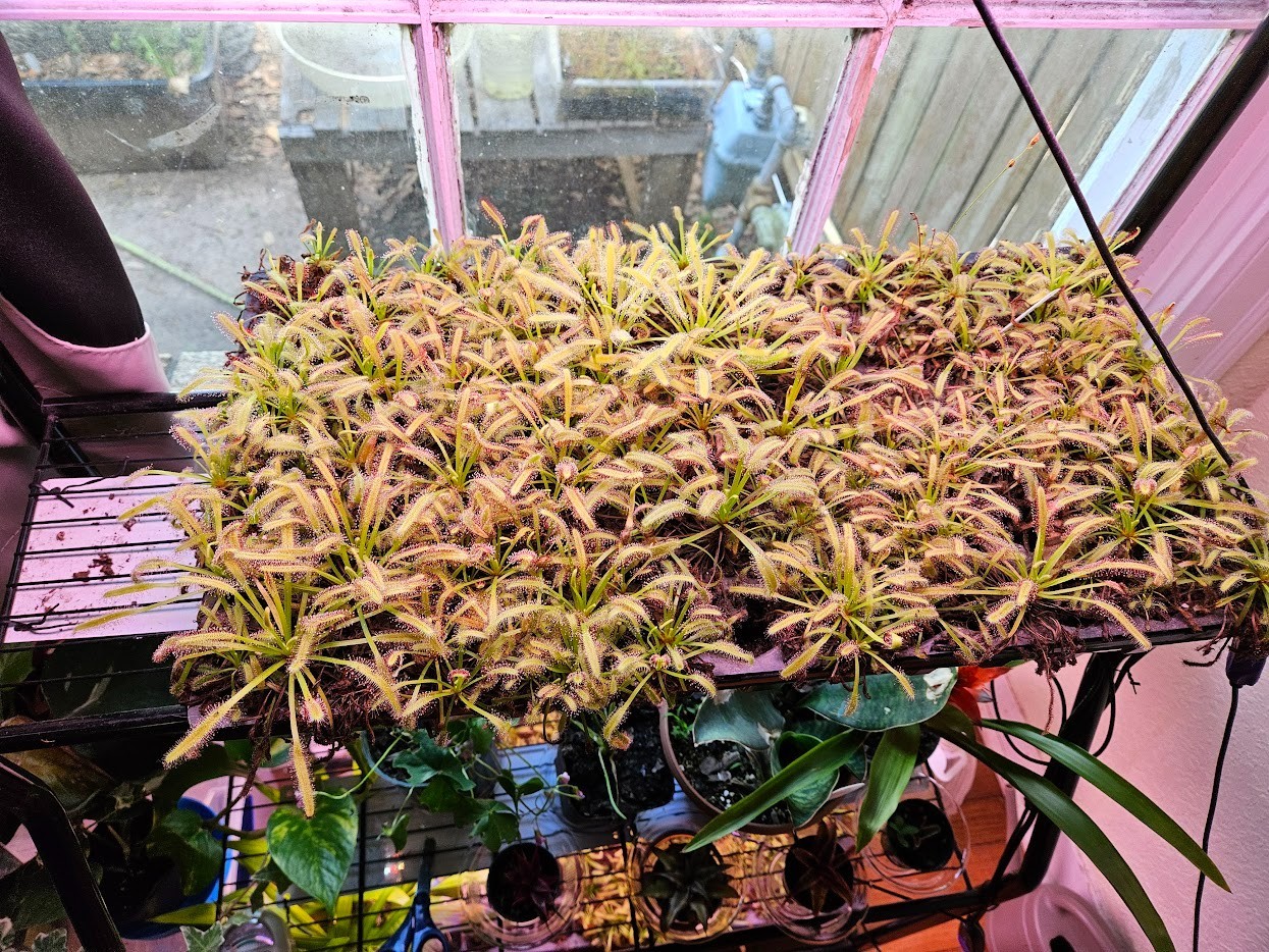 Single live Drosera capensis (cape sundew) potted complete plant kit