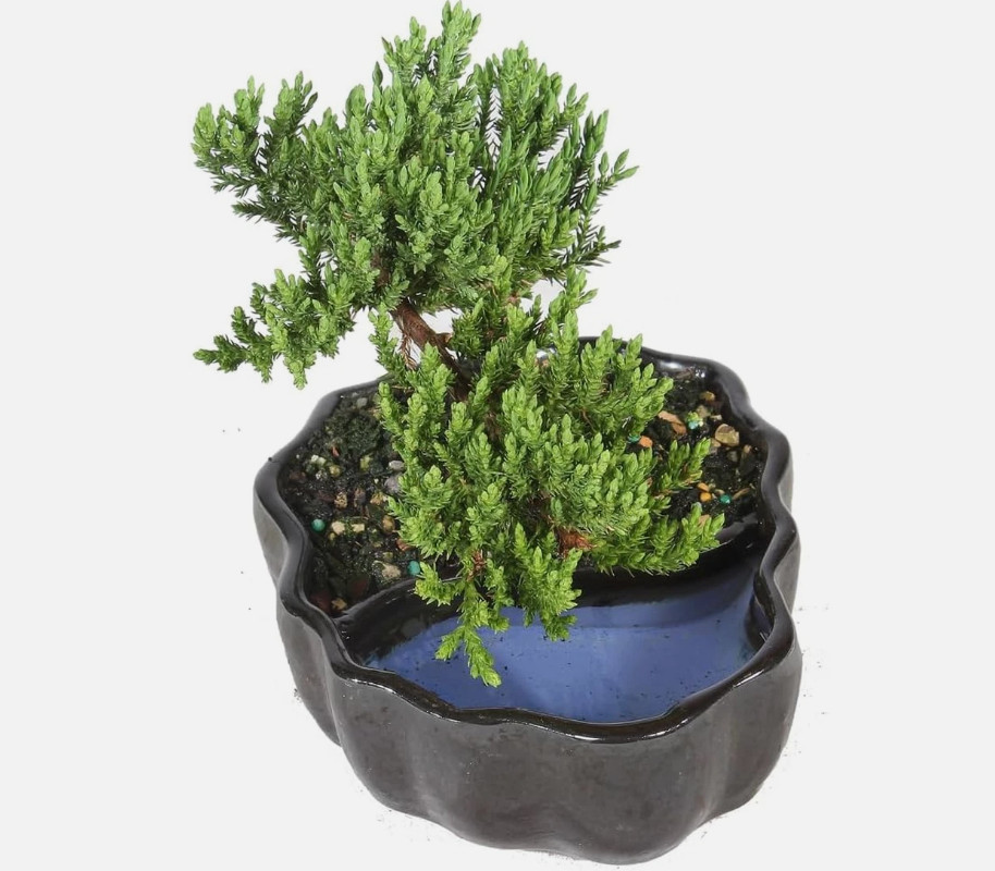 Chinese Elm Bonsai Tree – Curved Trunk Style (Extra Small)