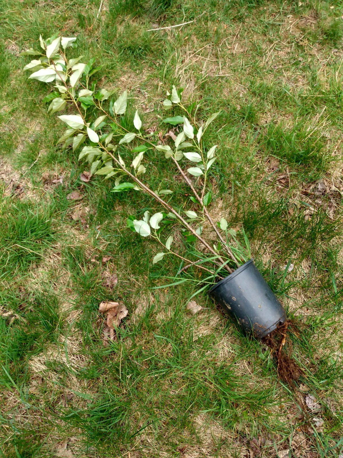 Cottonwood Tree 1-2 Feet LIVE PLANT Bare Root SUPER FAST GROWING