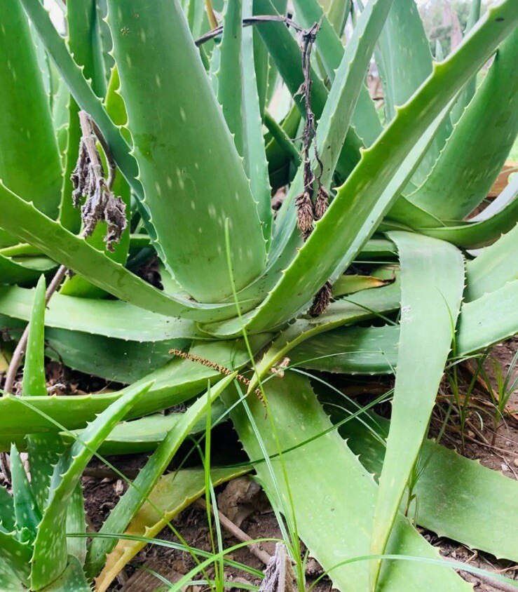 LARGE 14 to 18 inch ALOE VERA PLANT ORGANIC MEDICINAL CACTUS SUCCULENT