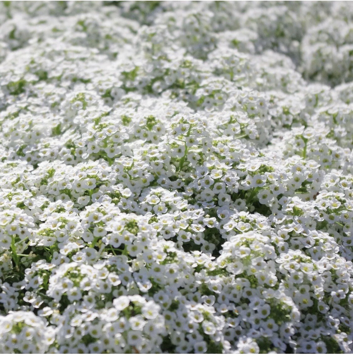 100 White Alyssum Carpet of Snow Flower Seeds floral boho Dwarf USA organic