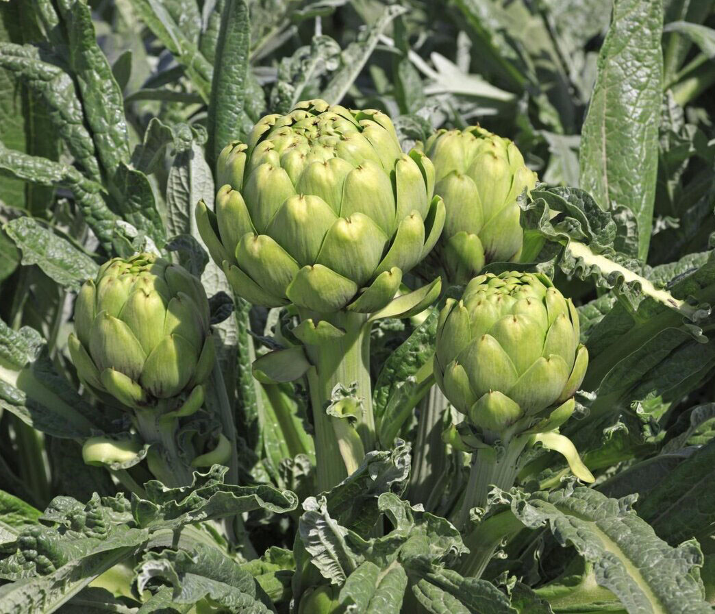 15+ Green Globe Artichoke Seeds Artichoke Thistle Cardoon Vegetable Seeds USA
