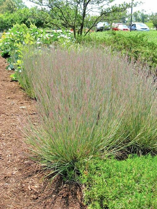 500+ LITTLE BLUESTEM Seeds Native Prairie Grass Ornamental Perennial Fall Colors