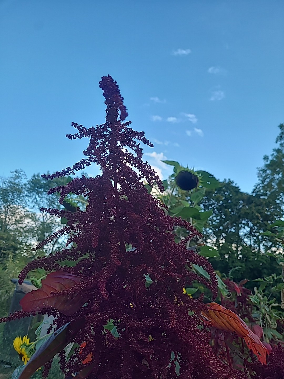 Amaranth Hopi Red No Pesticides or Chemicals. 6000 Seeds +/- Non GMO
