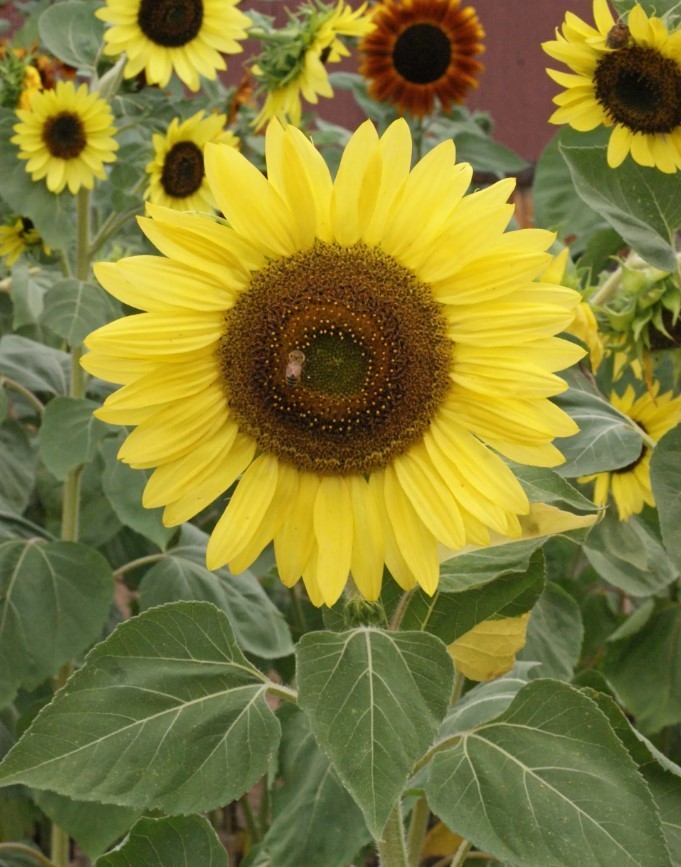 25 Lemon Queen Sunflower Seeds – Sunflower Seeds for Planting