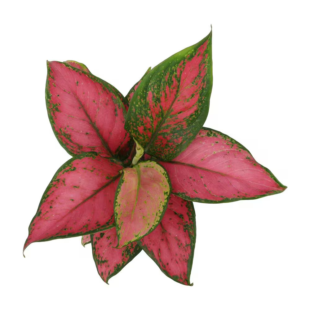 4.25 In. Pink Chinese Evergreen Aglaonema Beauty Live House Plant in Grower Pot