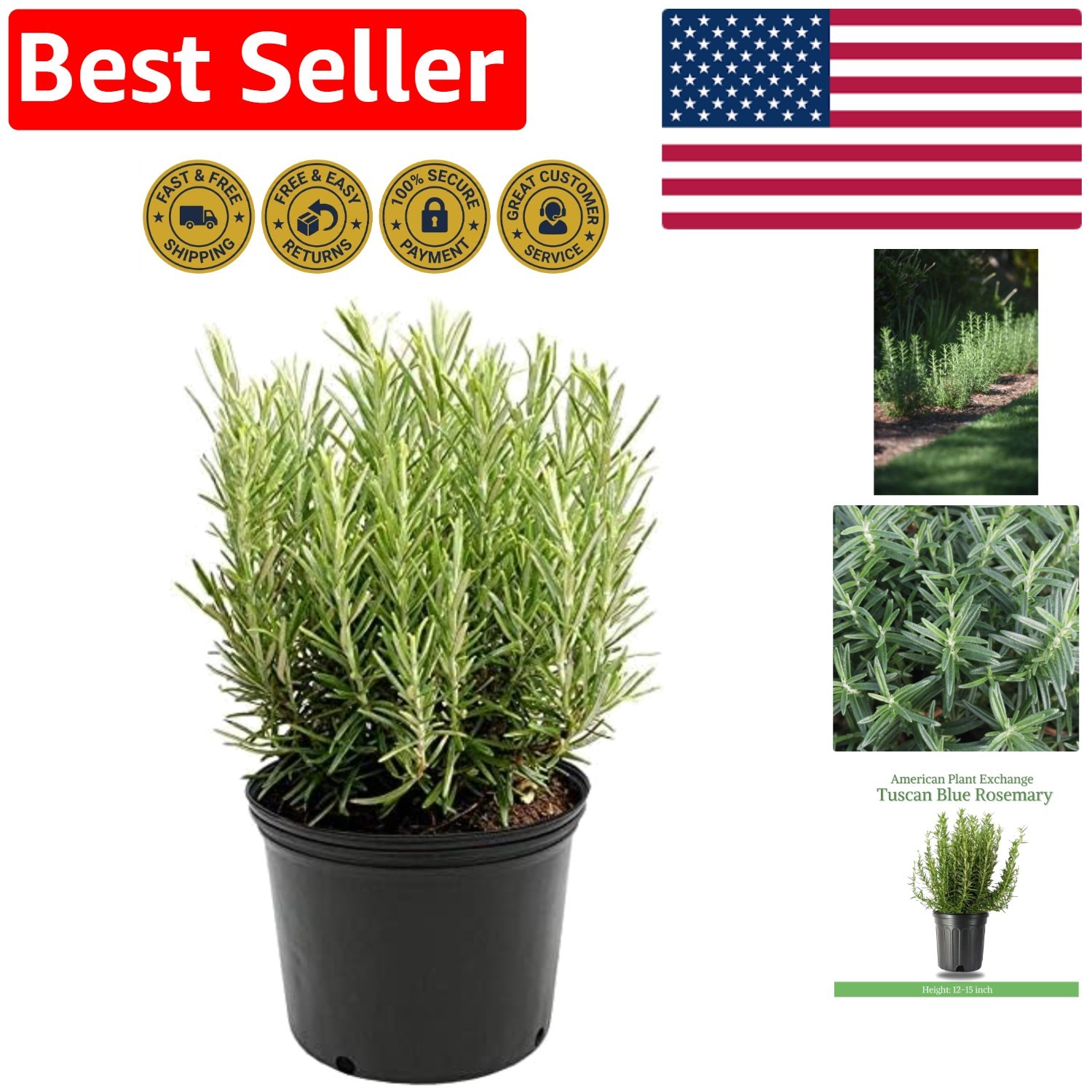 Fragrant 6-Inch Desert Rosemary – Low-Maintenance Culinary Herb for Gardens