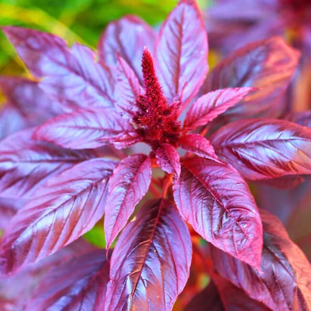 Fresh Premium Amaranth Red Leaf Seeds | Hu Hsien | Heirloom Non-GMO | Herb Seeds