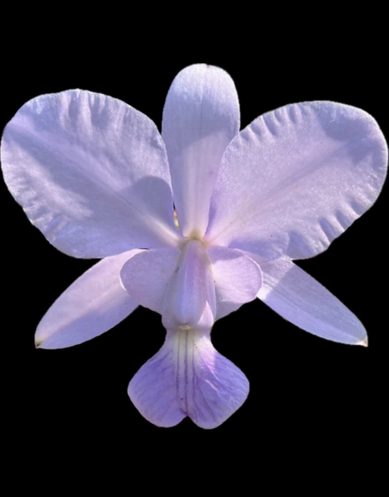 Cattleya walkeriana coerulea ‘Edward’ SM/JOS Blue Orchid Plant Species 0714 BS