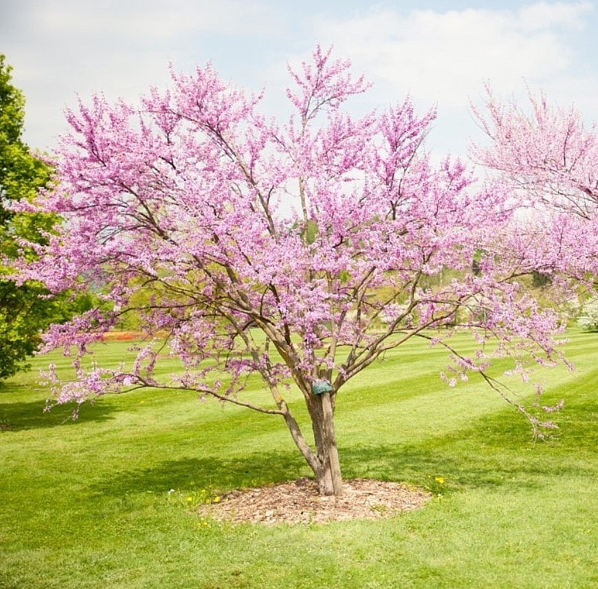 Eastern Redbud Live Plant – 6-12″ – 1qt Pot – Rosy Pink Flowers – Zones 4-9