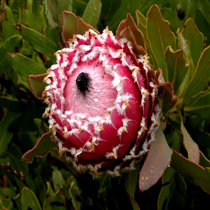 10 Queen (Protea magnifica) Seeds Rare South African “Woolly Beard” Flower