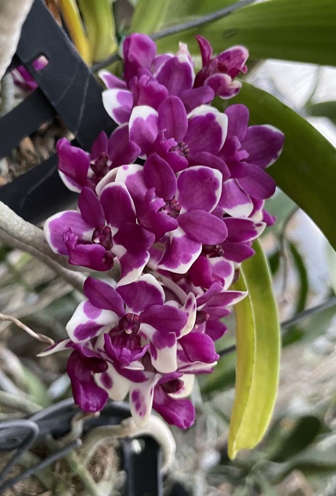 LOVELY CULTIVAR VANDA TYPE ORCHID SPECIES Rhynchostylis gigantea ‘Cartoon’ BS