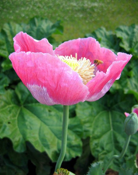 1,500 Fresh Giganteum Poppy Seeds – P. Somniferum – Giant Seed Heads&Huge Blooms