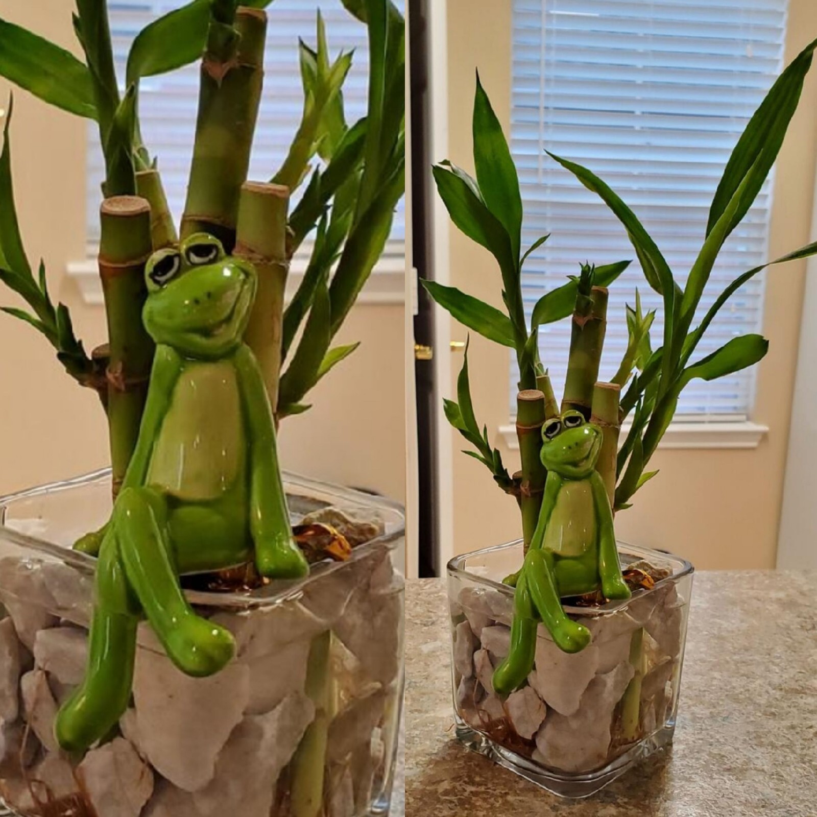 7 LUCKY BAMBOO Stalks 4″ 6″ Indoor Plants, Feng Shui, GIFT, Free Butterfly Stake