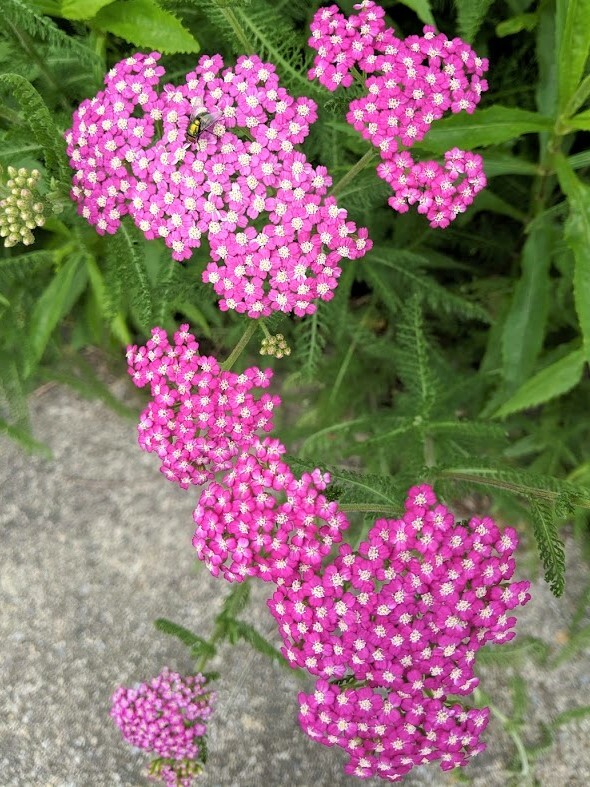 YARROW Achillea Hybrid – Firefly Amethyst – 10 Young Plants