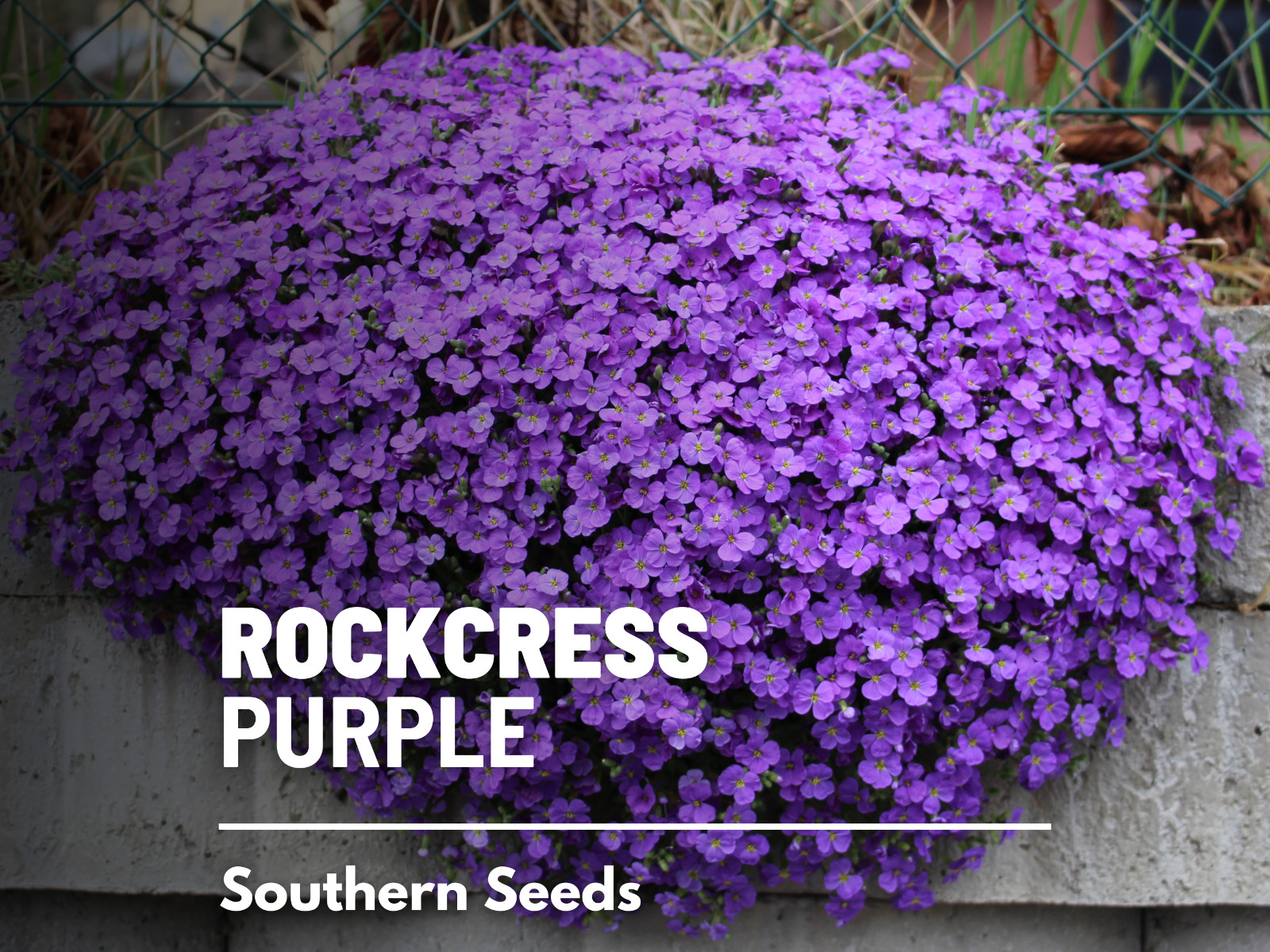 Rockcress, Purple – 250 Seeds – Stunning as a Ground Cover, Cascading Plant