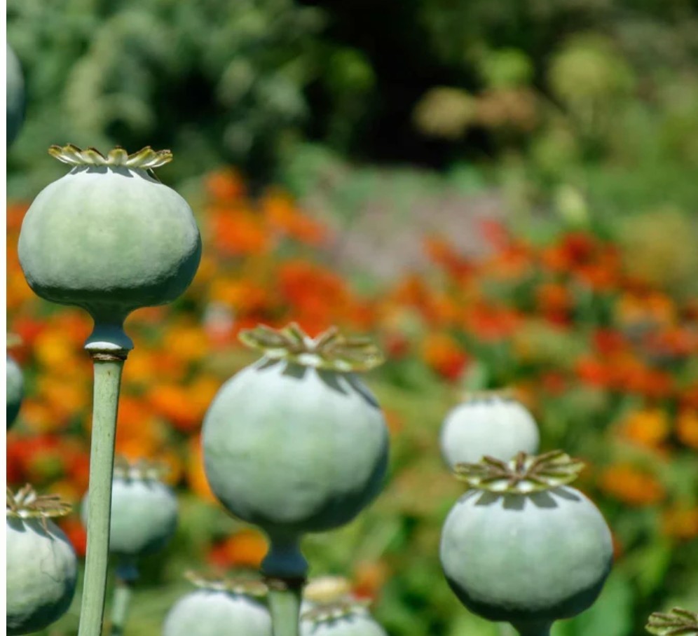 500+ The Giant Poppy Seeds **Fresh Seeds** ~~Free Shipping~~