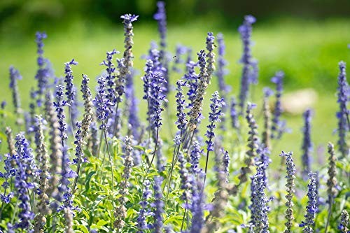 Hyssop Seeds (Hyssopus officinalis) – 1500+ Non-GMO & Heirloom Seeds by Isla’s