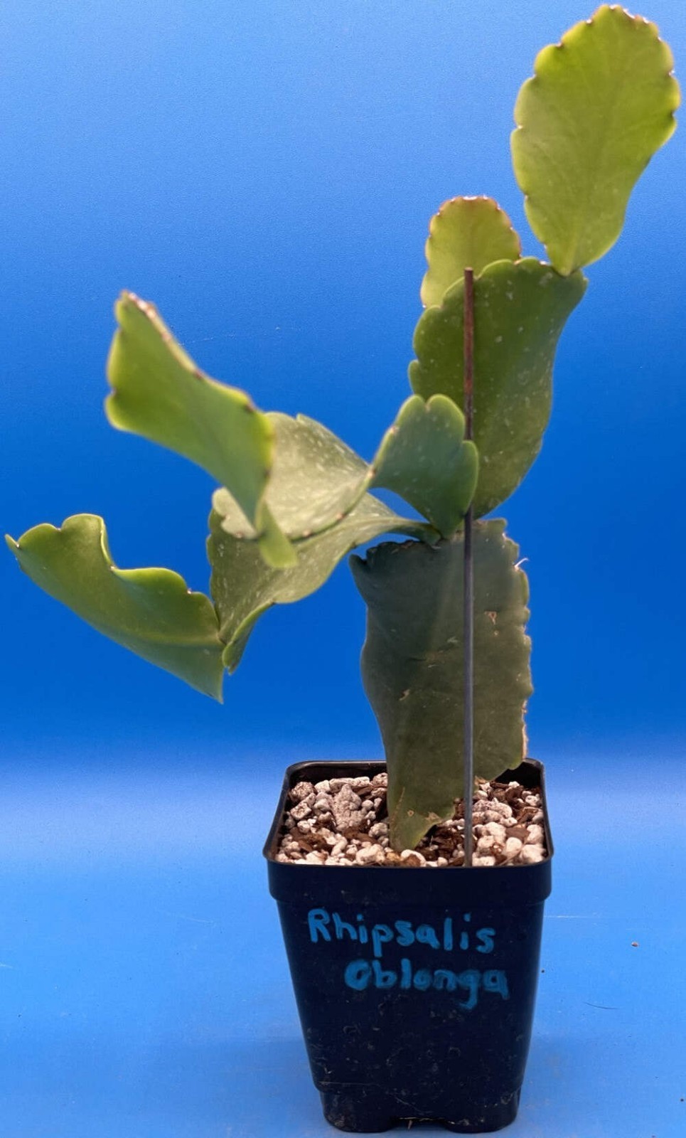 Rhipsalis Oblonga Cactus Ready For Hanging Basket – Well-Rooted In 3.5″ Pot!
